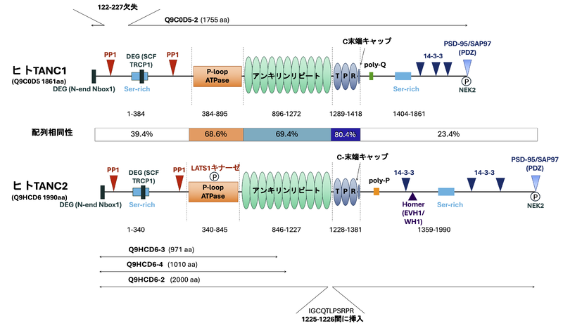 ファイル:Suzuki TANC Fig1.png