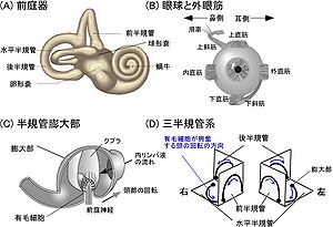 図１．前庭器官と外眼筋。（A）半規管系、耳石器と蝸牛。（B）眼球と6つの外眼筋。（C）半規管膨大部。膨大部には有毛細胞があり、毛はゼラチン質からなるクプラで覆われている。頭の回転により生じた内リンパ液の流れでクプラが変形することで、有毛細胞が興奮ないし抑制される。（D）三半規管系と膨大部の位置。青の矢印は有毛細胞が興奮を受ける頭の回転方向を示す。内リンパ流の向きはこれと反対である。