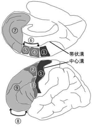 前頭葉 - 脳科学辞典
