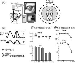 視覚運動性眼振 - 脳科学辞典