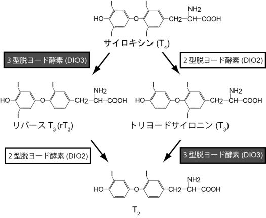 冬のアジサイ:手入れと繁殖 - 温度、光、場所