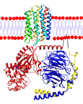 ファイル:Rhodopsin-transducin.pngのサムネイル