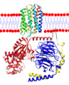 Rhodopsin-transducin.png