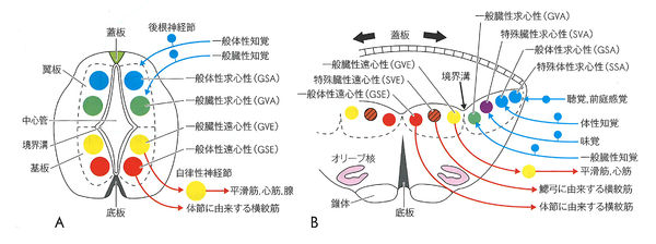 翼板 - 脳科学辞典