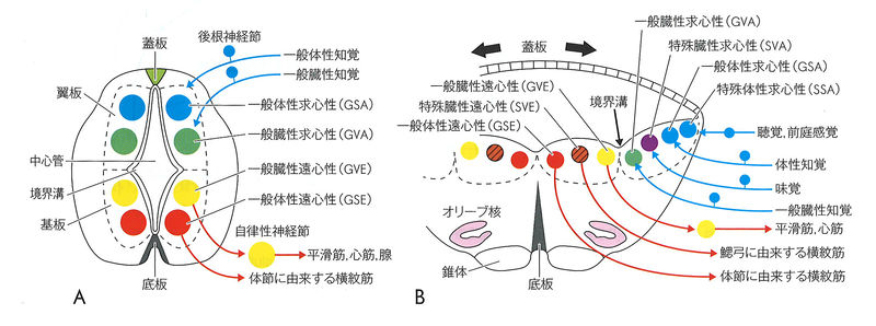 種分化とは何か、その例 - 種分化の例