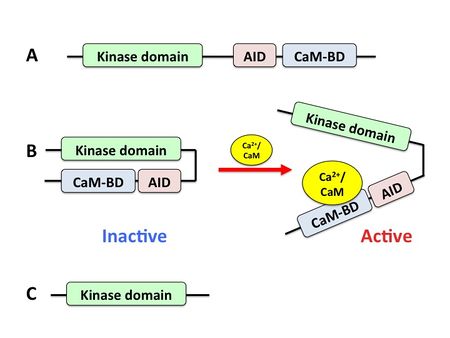 フランス、46の変異を持つ新型コロナウイルス変異種を特定