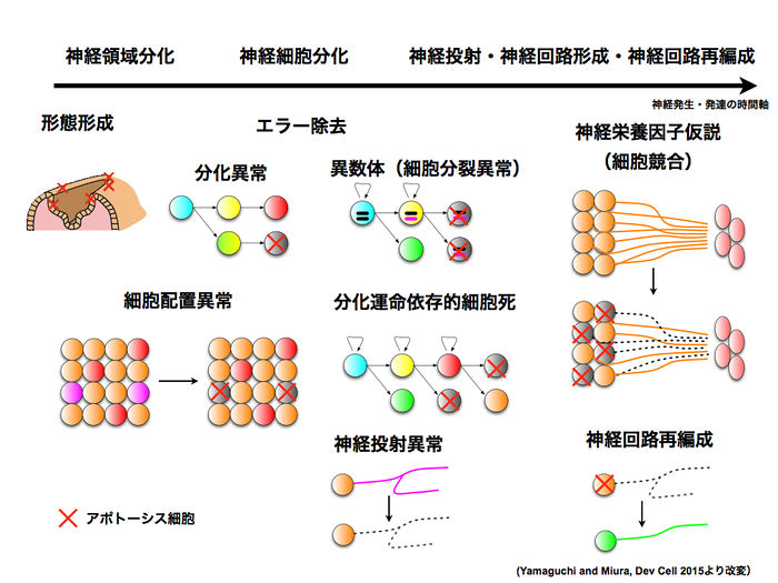 最大97％オフ！-細胞死 新しい実行メカニズムの謎に迫り疾 / 田中 正人