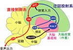 ファイル:Figure-bird brain.jpgのサムネイル
