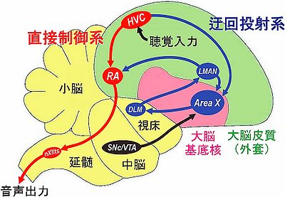 鳴禽のさえずり学習に関わる神経回路（歌回路）の概略。直接制御系は赤色、迂回投射系は青色、中脳からのドーパミン投射は茶色で示されている。