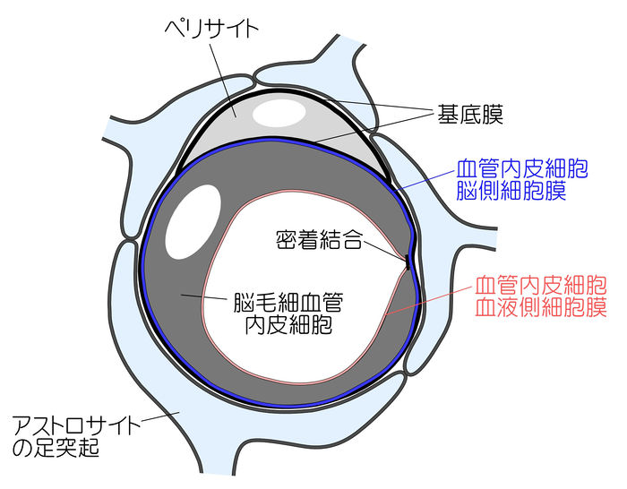 血液を強くするには何を食べる？