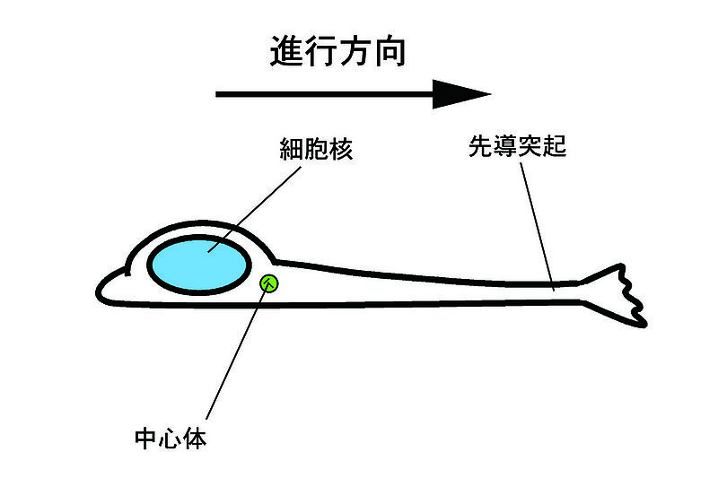 ファイル:Centrosome-position2-2.jpg