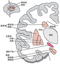 図１　脳の前額断で、大脳基底核を構成する核を暖色で、視床下核を濃い暖色で示す。