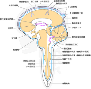 脳脊髄液 脳科学辞典