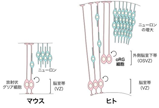 皮膚細胞は傷の再生を促進する香りを感知できる