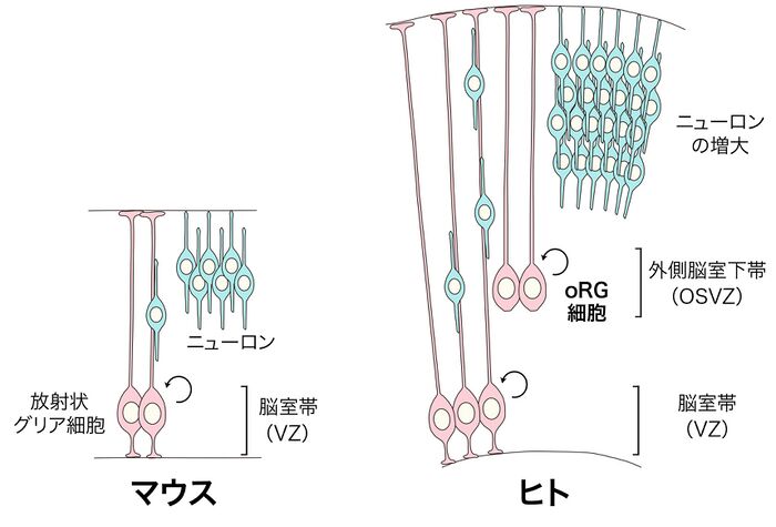 グリア細胞: グリア細胞とは何なのか、どこに存在するのか、機能と種類 - グリア細胞の特徴