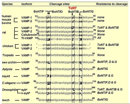 ボツリヌス毒素によるシワ予防治療の仕組み