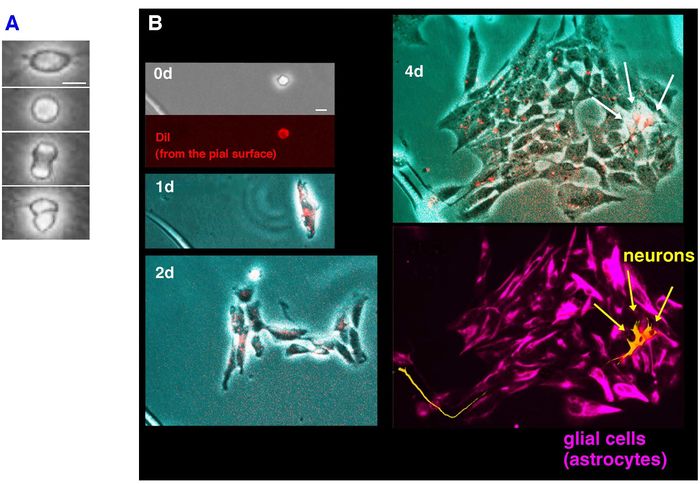 二足歩行オートマトン Cassie がロボット工学の大きな進歩を示す