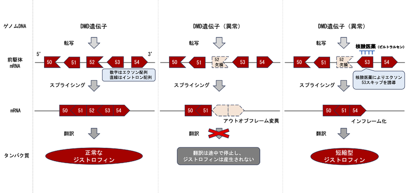 ファイル:Aoki Muscular Dystrophy Fig3.png