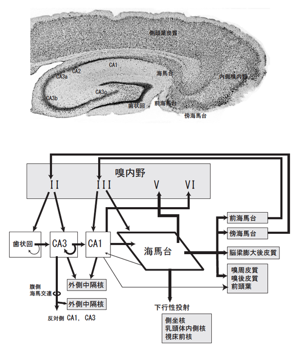 海馬 - 脳科学辞典