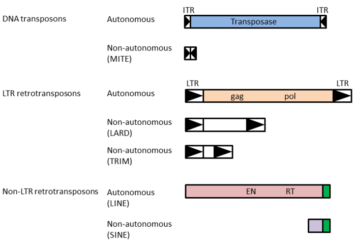 ナチスの暗号を破ったスパイの画像が発見される