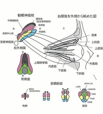 動眼神経副交感核 - 脳科学辞典