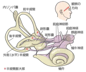 猩紅熱は細菌感染によって引き起こされる病気です。リウマチ熱は、猩紅熱が早期に特定され、治療されなかった場合に発症する可能性がある炎症性疾患です。猩紅熱を治療しなければ、リウマチ熱に発展する可能性があります。 猩紅熱はリウマチ熱を引き起こす可能性がありますか?