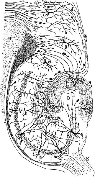 ファイル:Cajalhippocampus.jpg