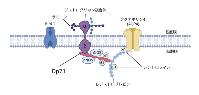 ファイル:Aoki dystrophin Fig4.png