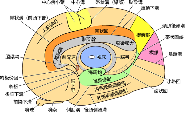 両生類の種類、その特徴と例 - 尾状動物