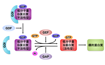リボソーム ポリソームは細胞局在化タンパク質を合成します。