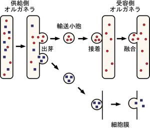 小胞体は、槽と呼ばれる嚢内でのタンパク質分子の折り畳みや、これらの合成されたタンパク質のゴルジ体への輸送を含む多くの一般的な機能を果たしており、ゴルジ体は最終目的地であるリソソーム、細胞膜または分泌に輸送するためにタンパク質をさらに処理します。