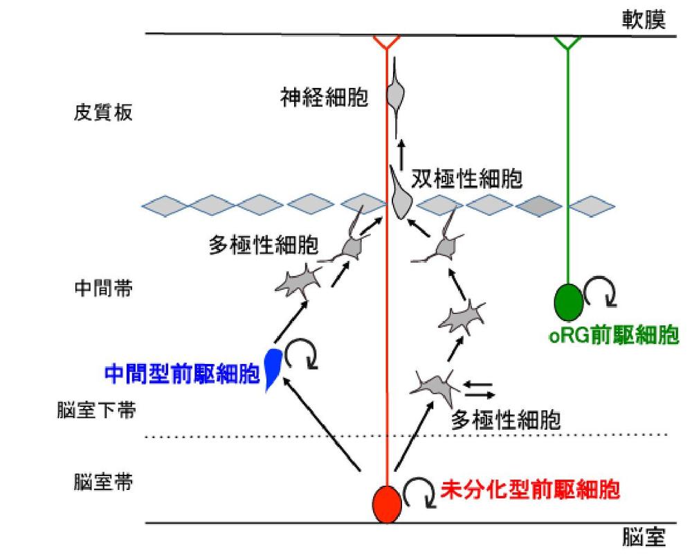 ミノカサゴ: この外来種の特徴と情報