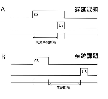 瞬目反射条件づけ - 脳科学辞典