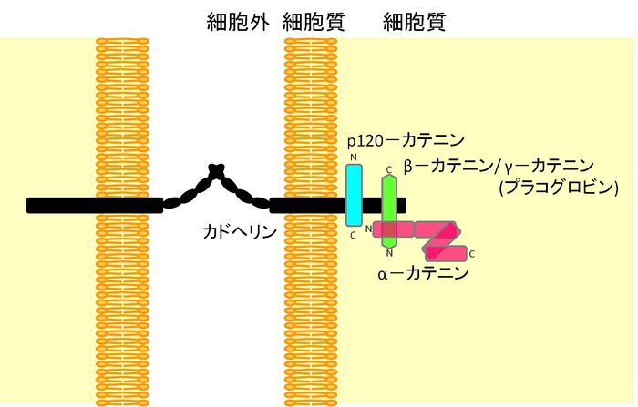 予防可能な心臓病の主な危険因子