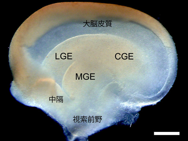 大脳基底核原基 - 脳科学辞典