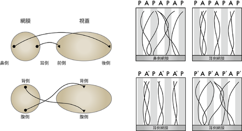 腸間膜リンパ節炎 腸間膜リンパ節炎の原因は何ですか?