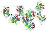ファイル:Protein NRXN1 PDB 1c4r.pngのサムネイル