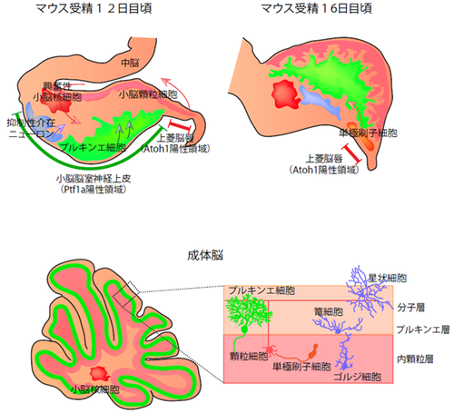 小脳原基 - 脳科学辞典