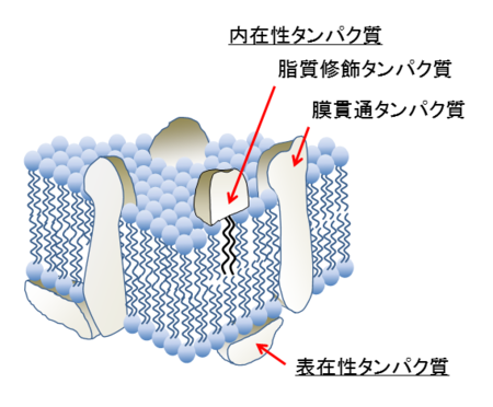 研究者らは皮膚がんの蔓延を助けるタンパク質を発見