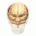Postcentral gyrus animation small.gif