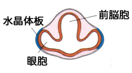 視覚系の発生 - 脳科学辞典