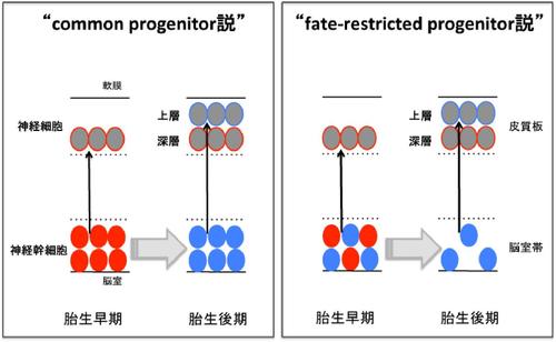細胞周期の段階 - 前期