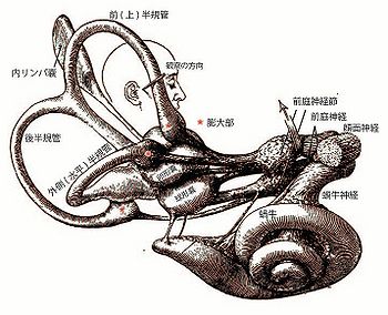 半規管と耳石器 - 脳科学辞典