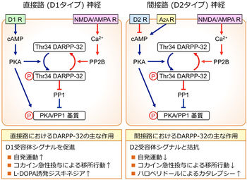 ギムノカリキウム: お手入れ - 基質と土壌