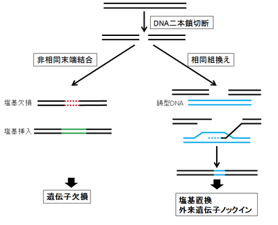 組み換え ゲノム 違い 遺伝子 編集