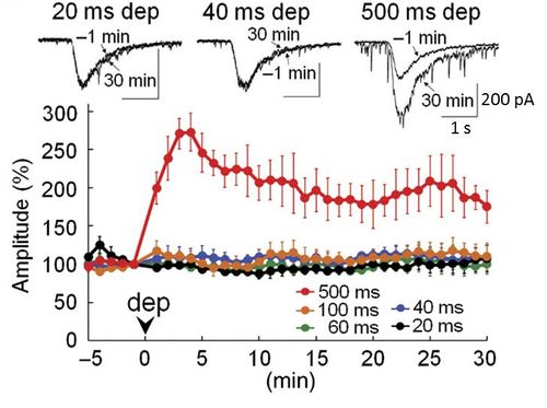 健康に対するリンパ系の重要性を理解する