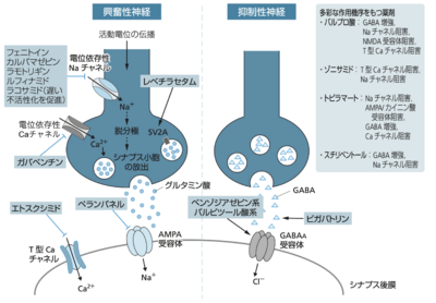 同化作用と異化作用の違い – 異化作用の例