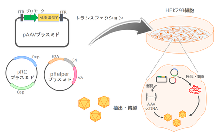 髪には栄養が必要です。十分なタンパク質、セレン、ビタミン、その他の微量栄養素を含む食事を摂り、家庭療法を使用することで、自宅で髪をより速く、より太く成長させます。 自宅で髪をより速く、より太く成長させるにはどうすればよいですか?