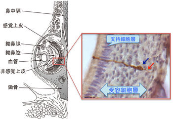 中国の動物 - Ptyas 粘膜