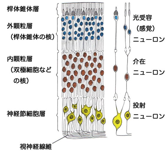 過酸化水素を使って眉毛の微細色素沈着を除去するにはどうすればよいですか?